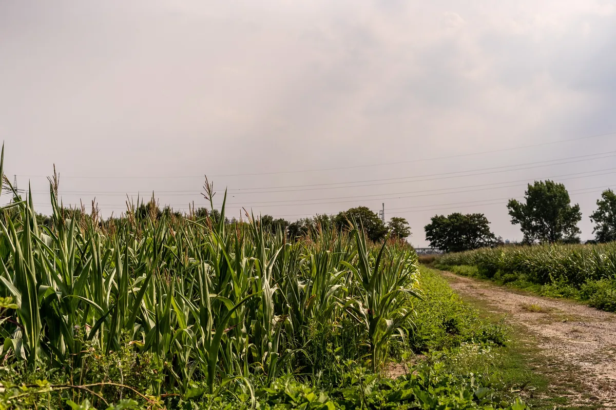 Maisfeld in Köln Immendorf
